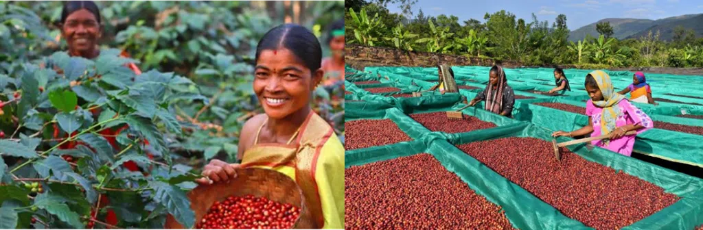The Araku Coffee Success Story